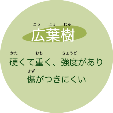 広葉樹